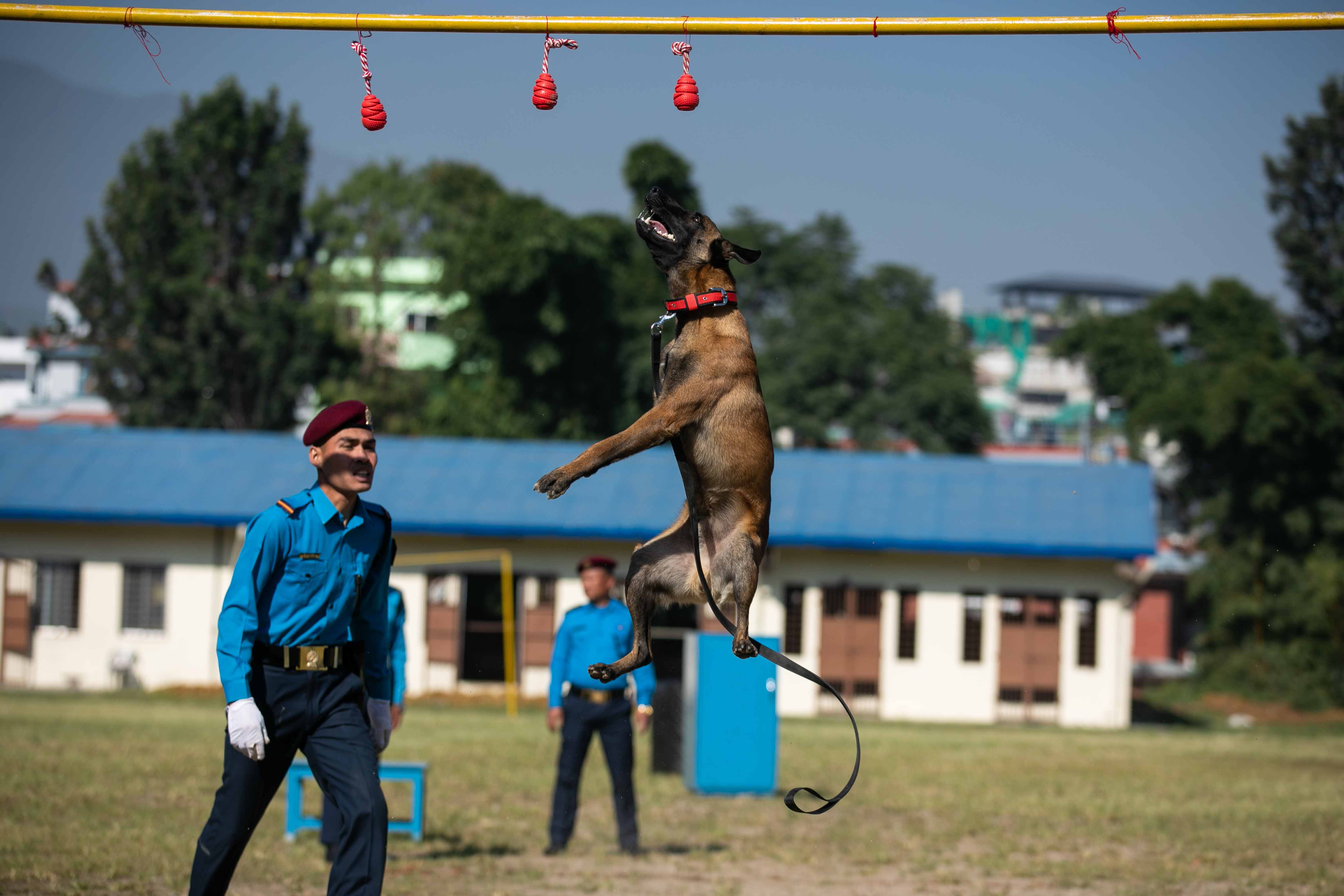 Nepal police dog festival-Nepal Photo Library  (11)1666603843.JPG